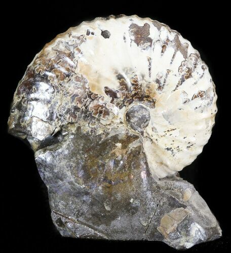 Hoploscaphites Ammonite Fossil - Wyoming #44059
